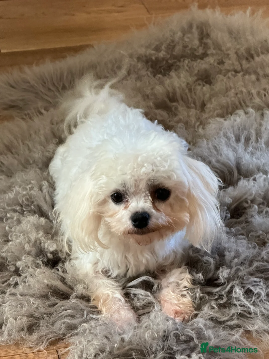 Maltese dogs for stud: DONNAJAYS Maltese STUD European laboratory tested  in Stafford - Advert 7