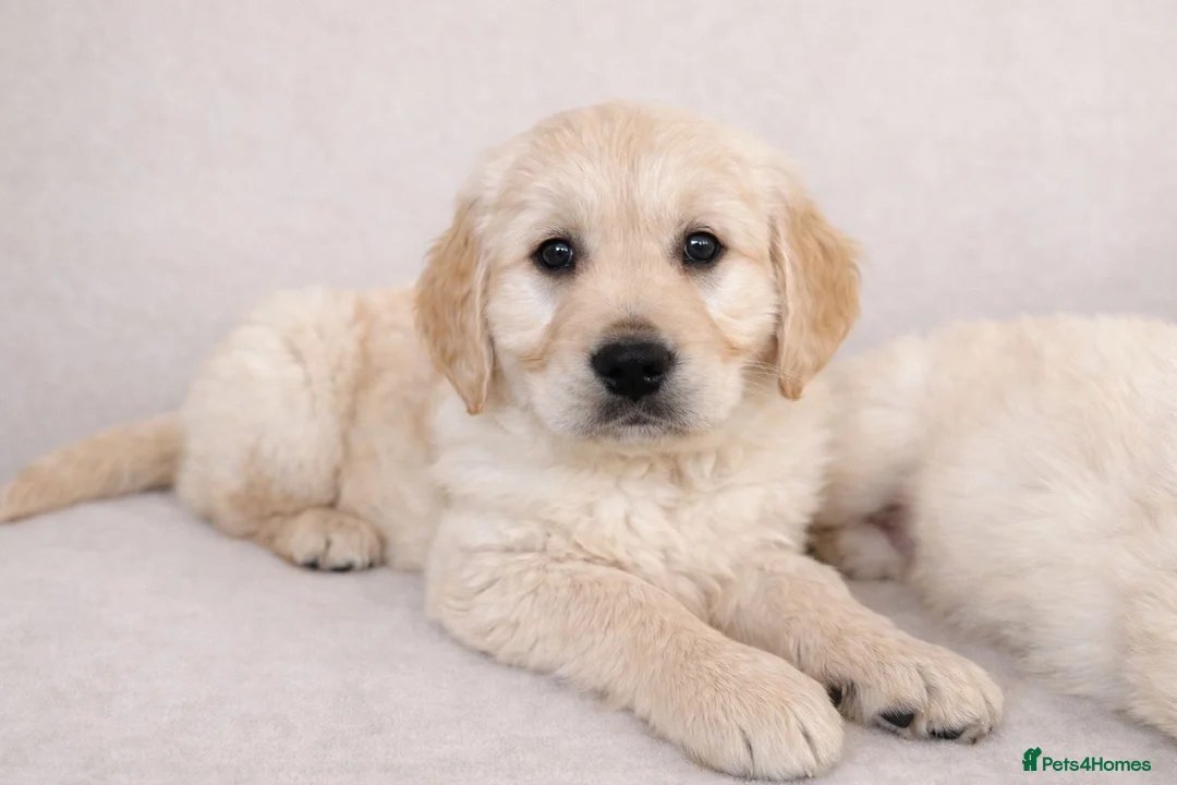 Golden Retriever dogs for sale: Golden retriever puppies - Advert 2