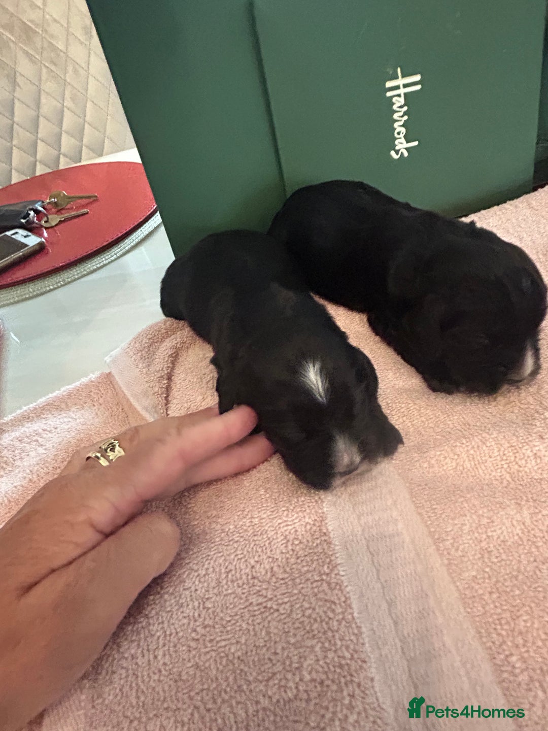 Cocker Spaniel dogs for sale: K C registered Cocker spaniel puppies  - Advert 11