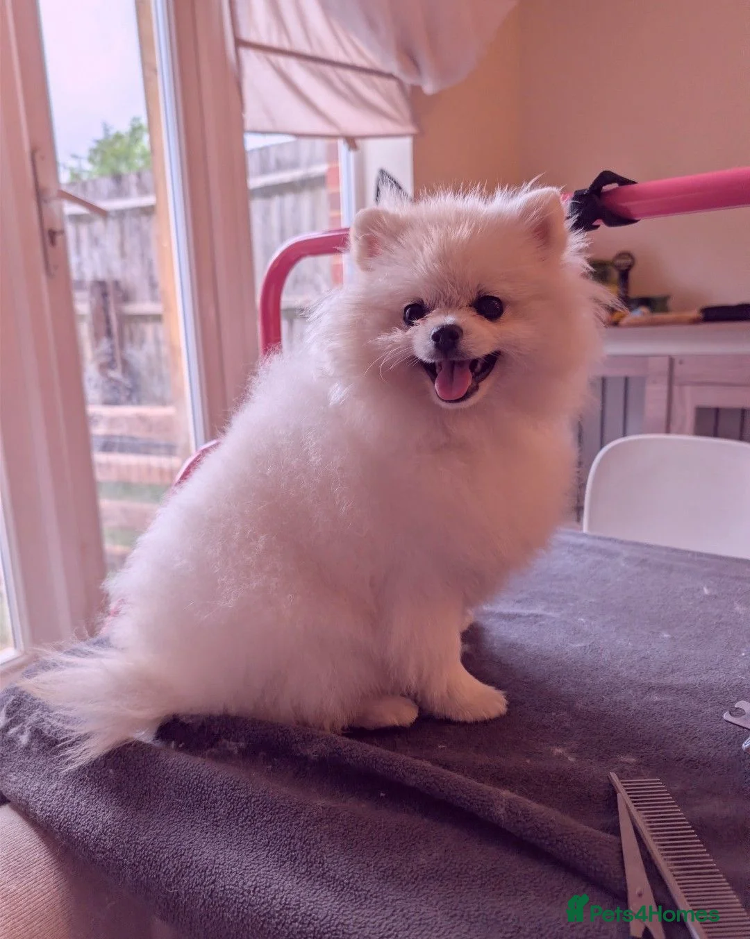 Pomeranian dogs for sale: Last little girl pomeranian puppy  - Advert 2