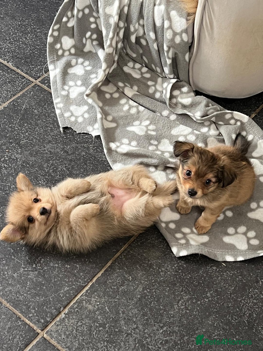 Mixed Breed dogs for sale: X2 Dauchshund/ Pomeranian pups - Image 4