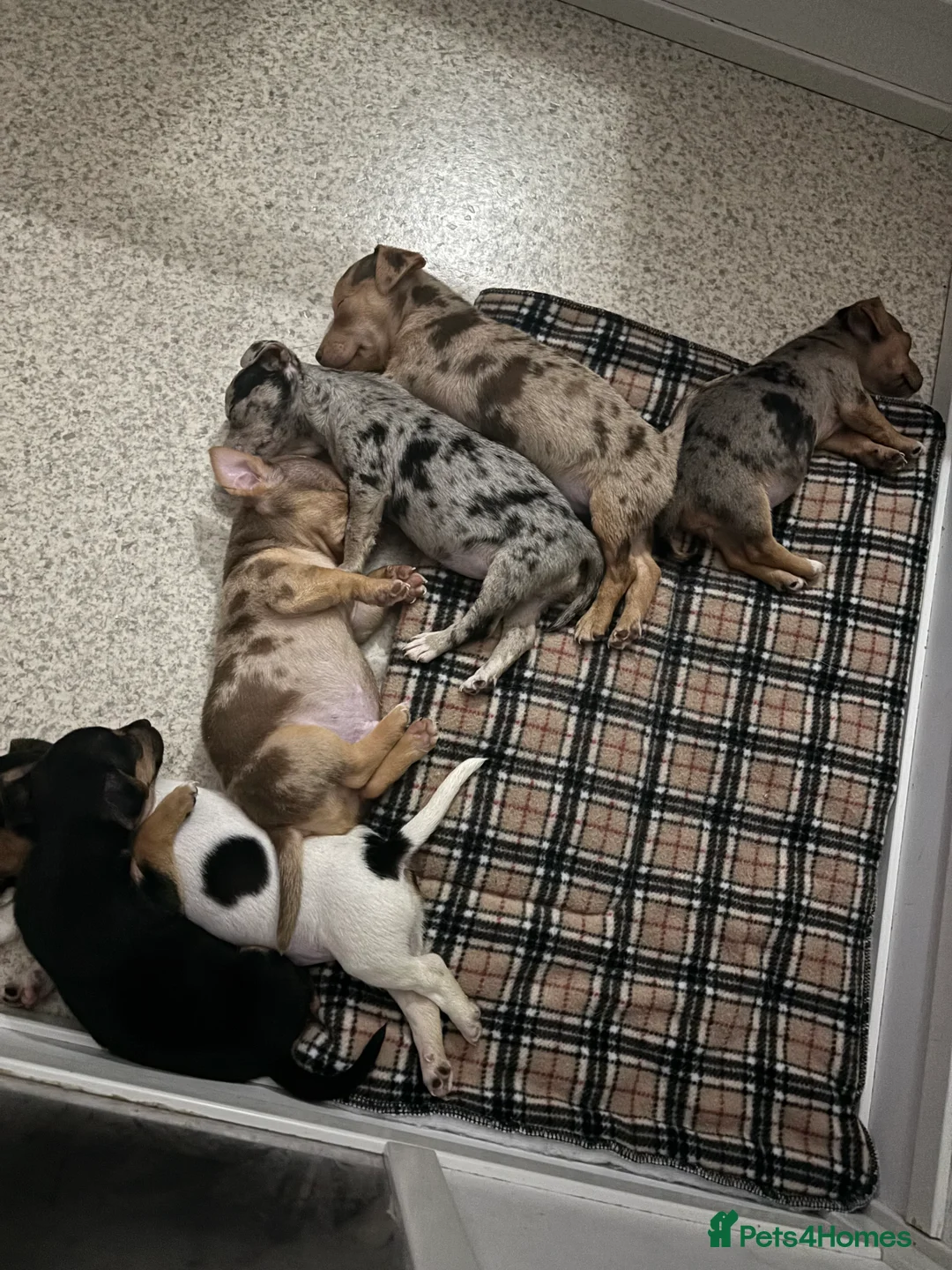 Jack Russell dogs for sale: Full jack russell puppies  - Advert 10