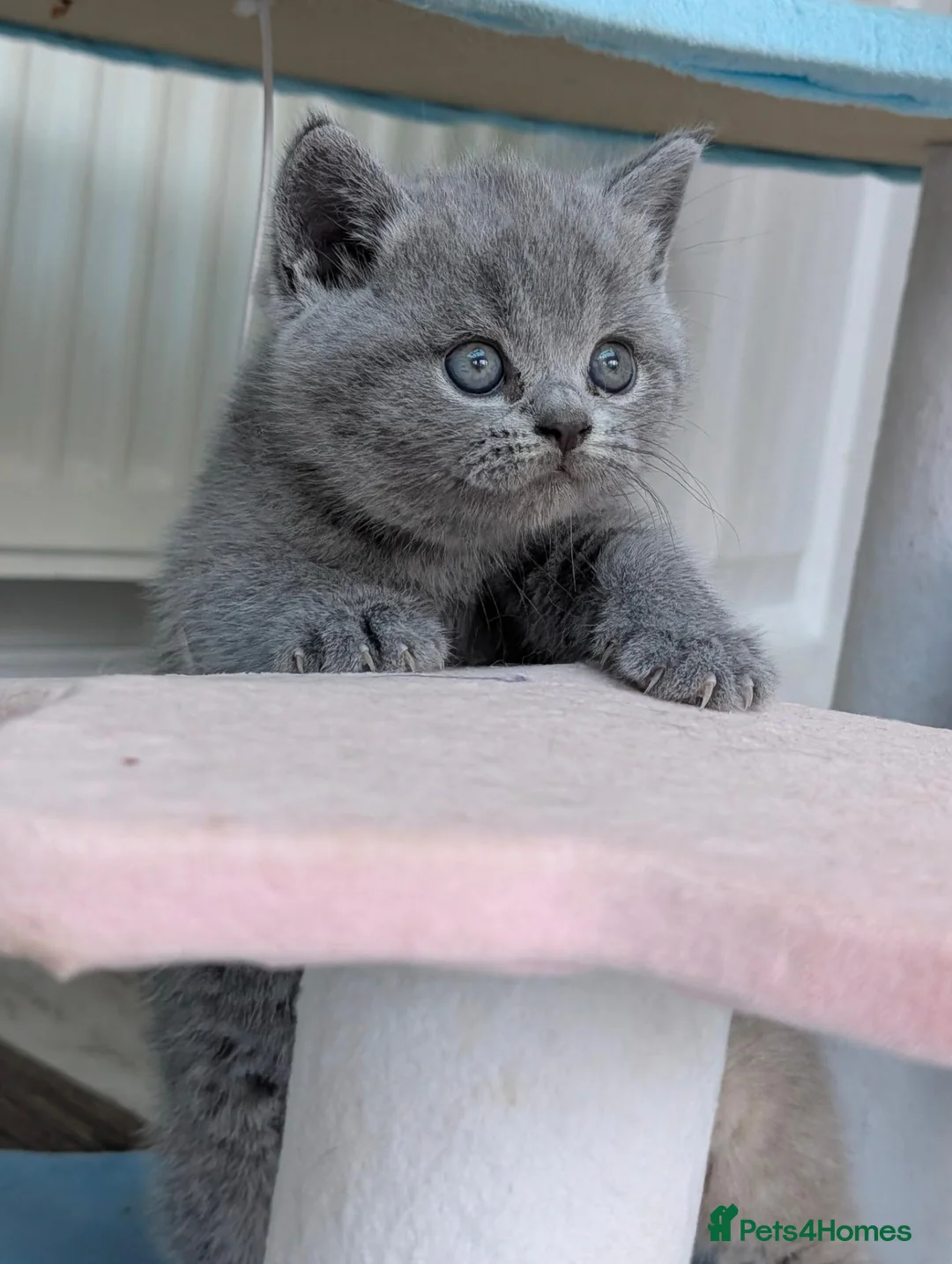 British Shorthair cats for sale: GCCF Registered British Shorthair Kittens - Advert 13