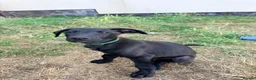 Lurcher dogs for sale: 3 beautiful male pups  in Taunton - Advert 2