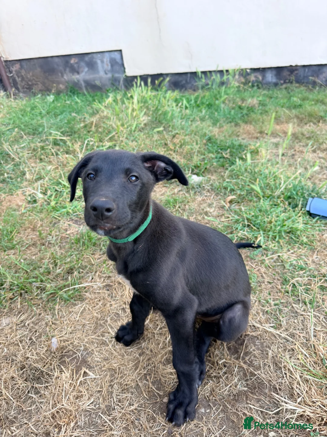 Lurcher dogs for sale: 3 beautiful male pups  in Taunton - Advert 2