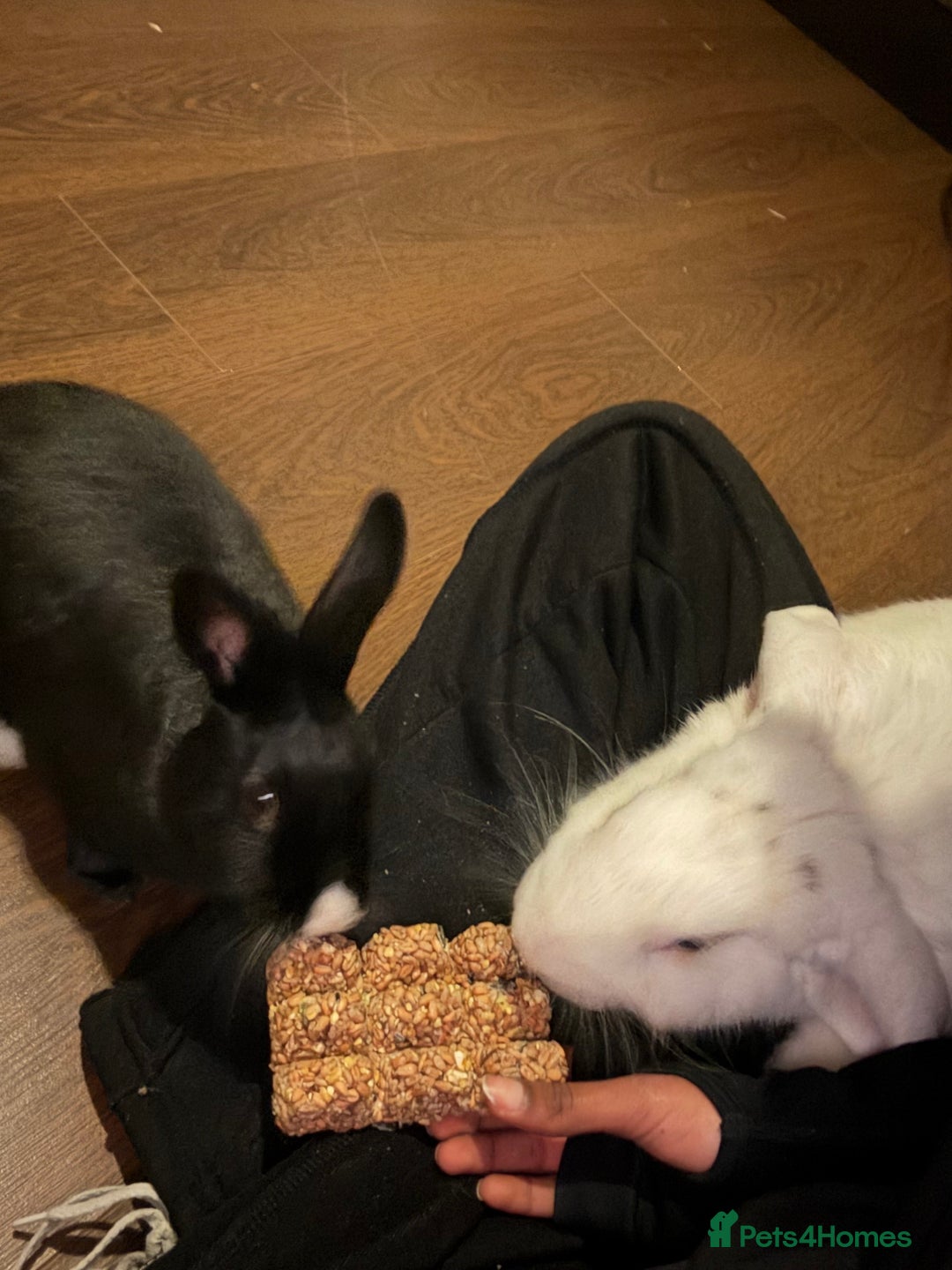 Mixed Breed rabbits for sale: Her name is Lola  - Advert 5