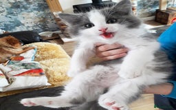 Ragdoll cats for sale: Maincoon ×Ragdoll (Ragcoon) kittens  - Image 6