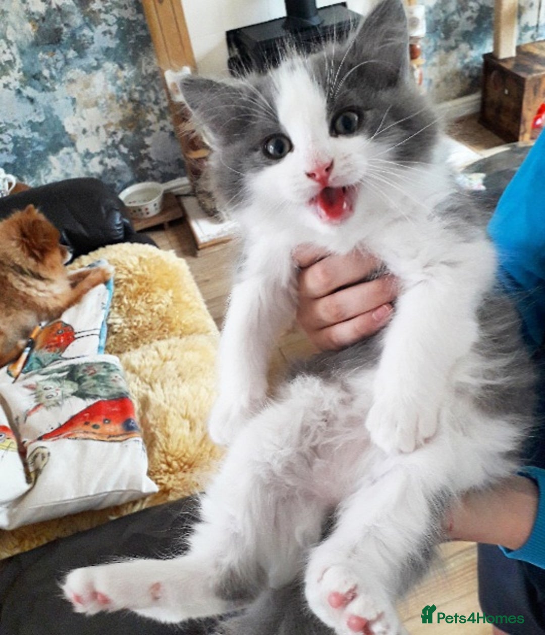 Ragdoll cats for sale: Maincoon ×Ragdoll (Ragcoon) kittens  - Image 6