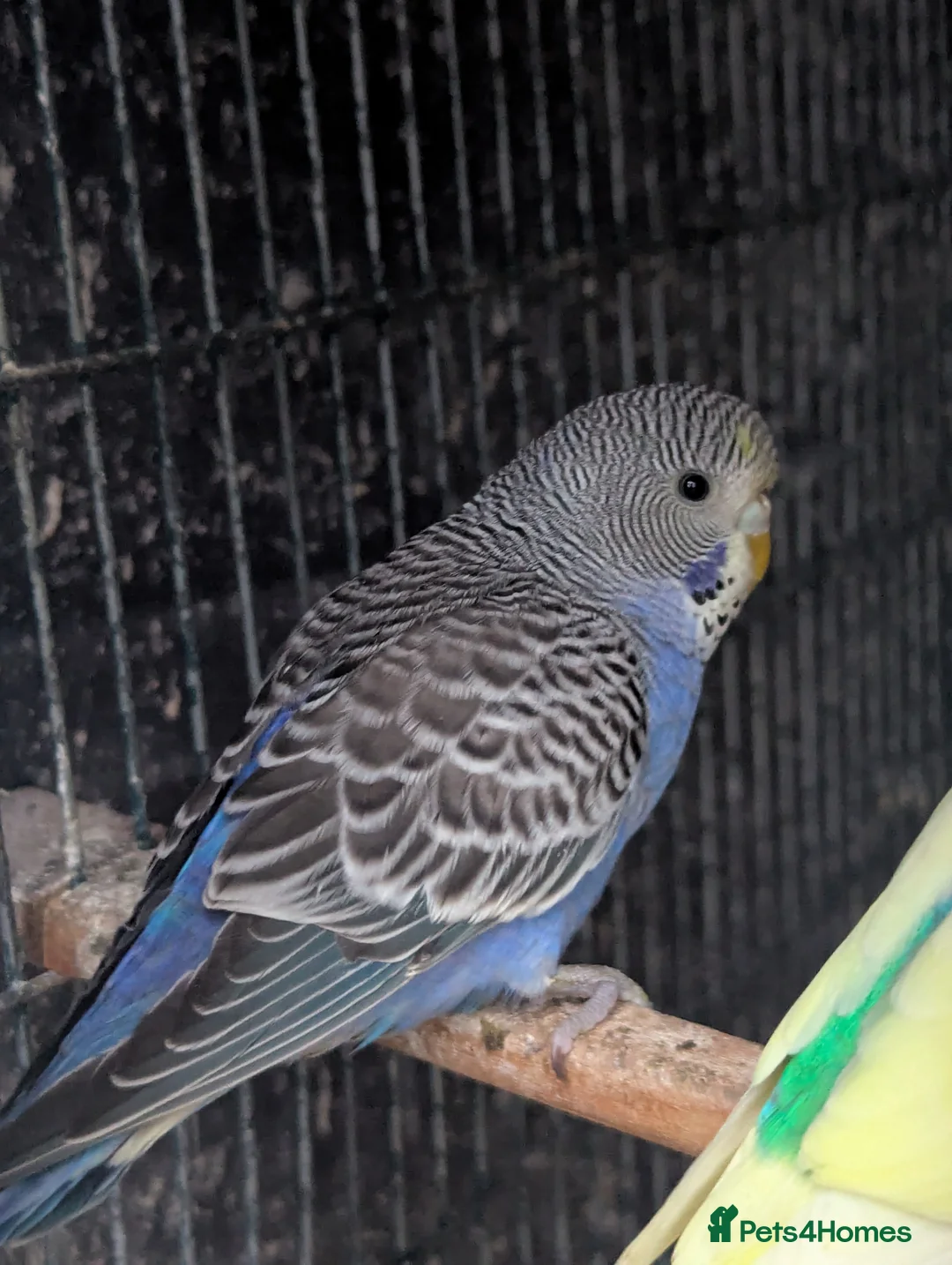 Budgerigars birds for sale: Baby budgies  - Advert 3