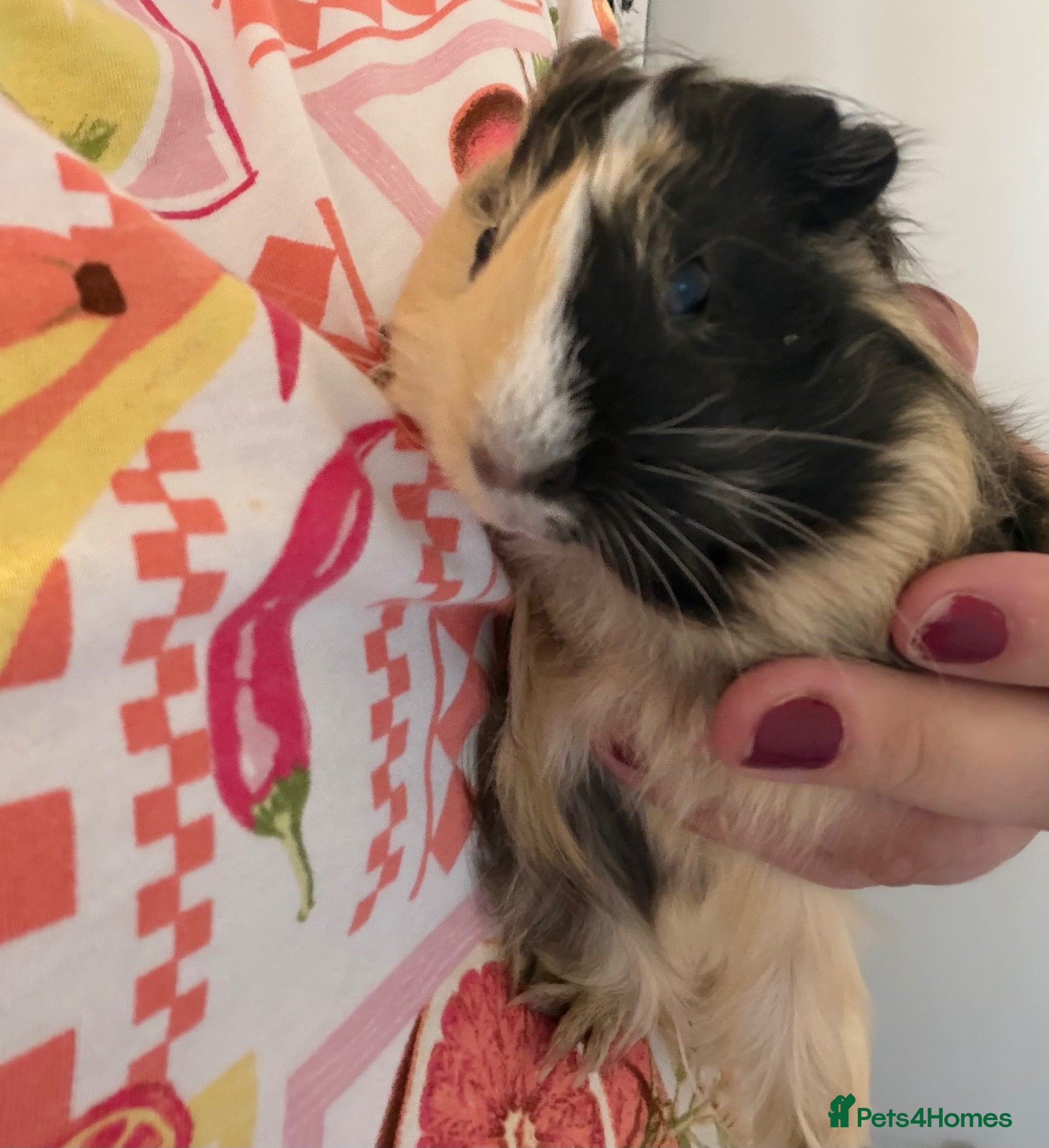 Guinea Pig rodents Two bonded guinea pigs for sale  - Advert 1