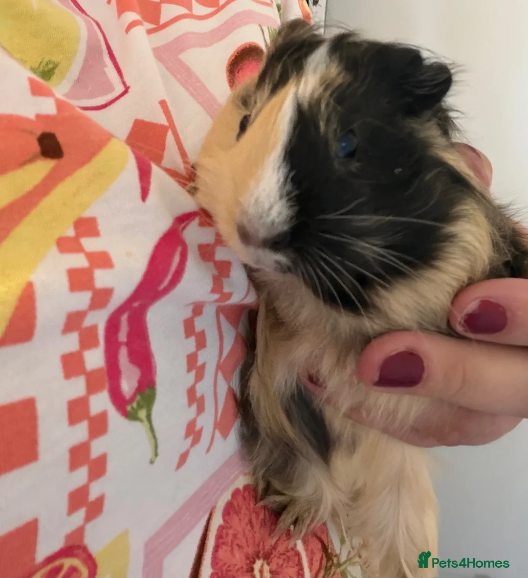 Guinea Pig rodents for sale: Two bonded guinea pigs for sale  in Bideford - Advert 1