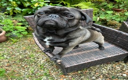 Pug dogs for stud: Jack and Victor -Glaswegian pug brothers for stud - Image 10