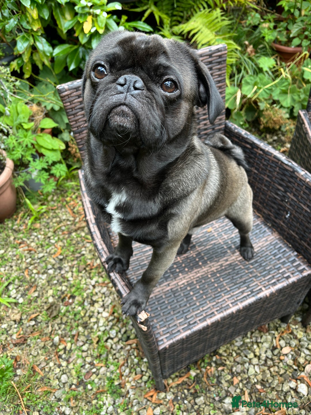 Pug dogs for stud: Jack and Victor -Glaswegian pug brothers for stud - Image 10