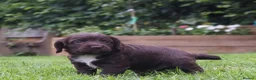 Cocker Spaniel dogs for sale: KC registered Working Cockers- Maesydderwen bred - Advert 16