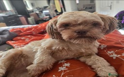 Mixed Breed dogs for sale: Lively 1 year old Lhasa Apso - Image 3