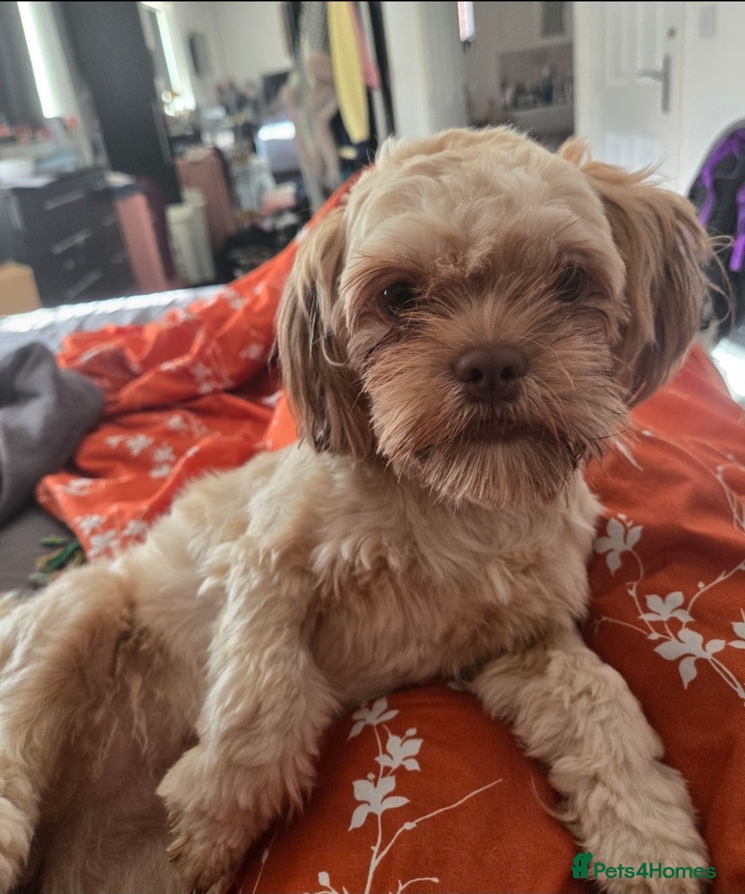 Mixed Breed dogs for sale: Lively 1 year old Lhasa Apso - Image 3