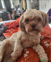 Mixed Breed dogs - Advert 9