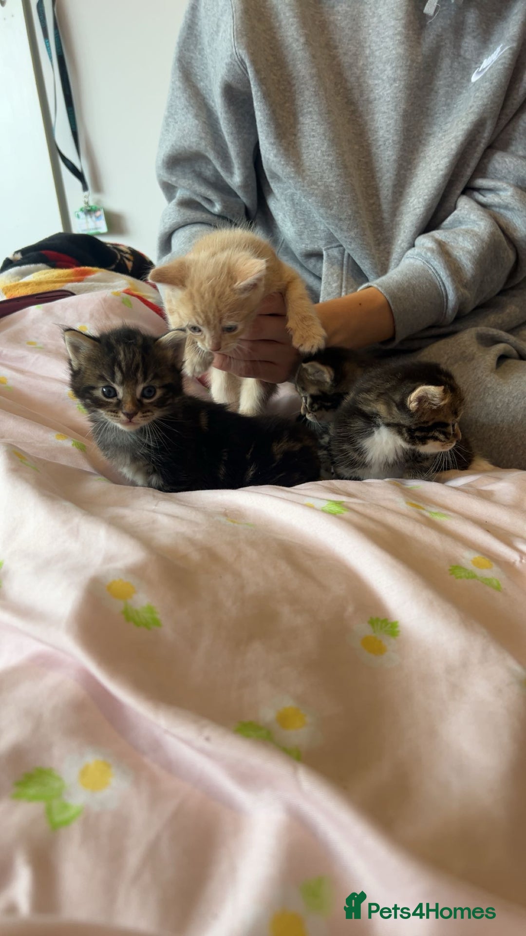 Mixed Breed cats for sale: Mixed breed fluffy kittens.  - Image 7