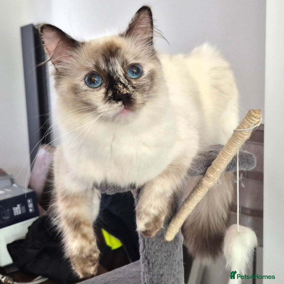 Ragdoll cats for sale: Adorable Ragdoll Kittens for sale - Advert 3