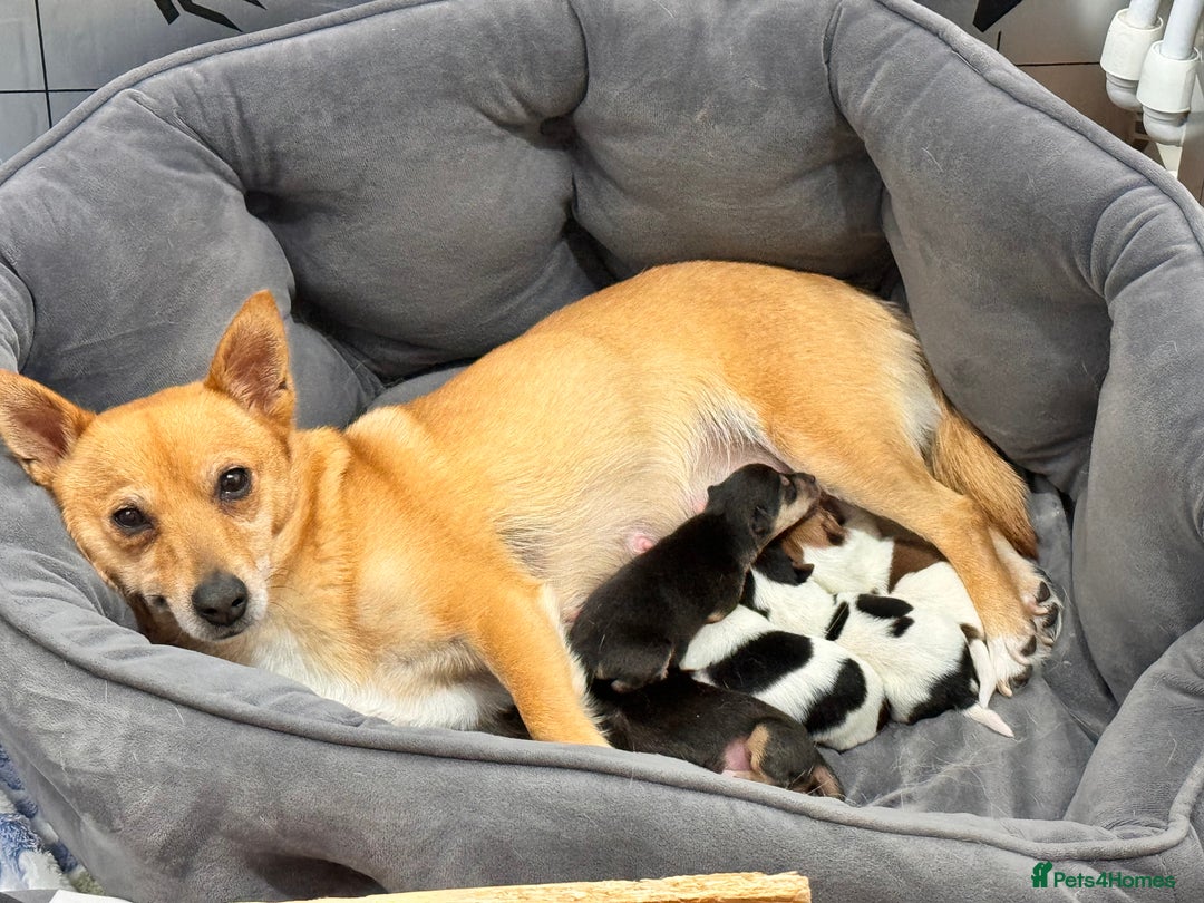 Mixed Breed dogs for sale: 7 week old Jack Russ pups  - Advert 8