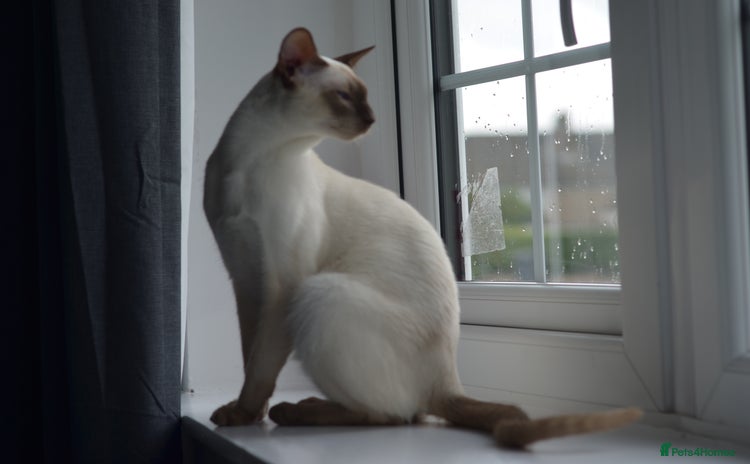 Siamese cats - Advert 1