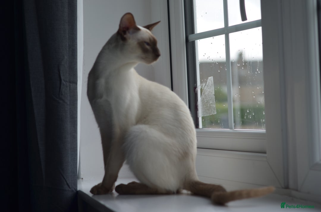 Siamese cats for stud: GORGEOUS WEDGEHEAD TYPE SIAMESE STUD - Image 1