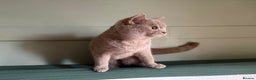 British Shorthair cats for sale: British Shorthair kittens - Advert 3