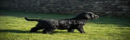 Goldendoodle dogs for sale: Beautiful miniature F1 Goldendoodle - Advert 12