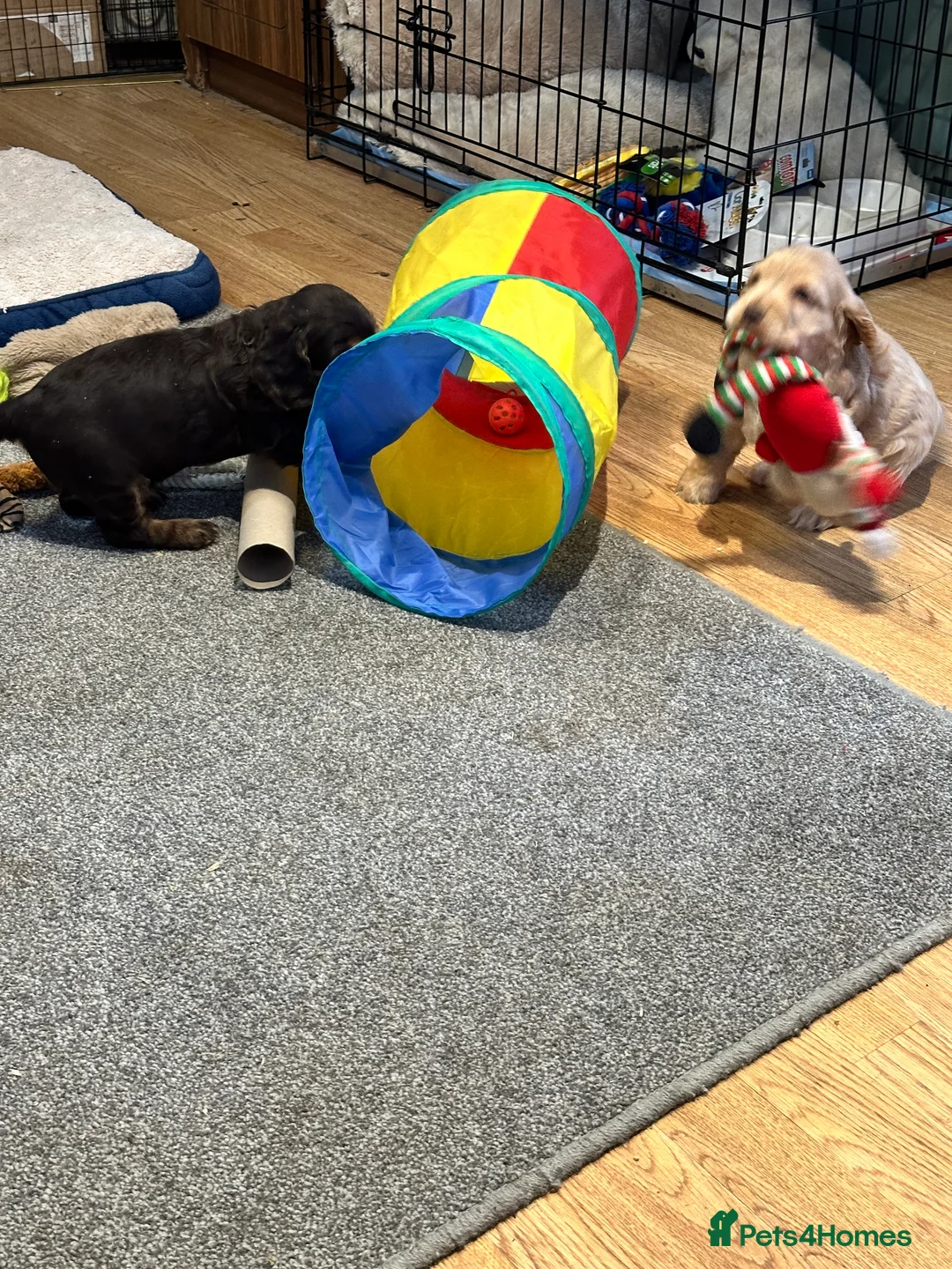 Cocker Spaniel dogs for sale: 2 Handsome Choc+tan and Gold boys - Advert 13