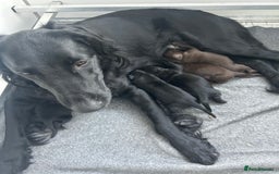 Flat coated Retriever dogs for sale: Beautiful black & liver flatcoated retrievers - Image 4