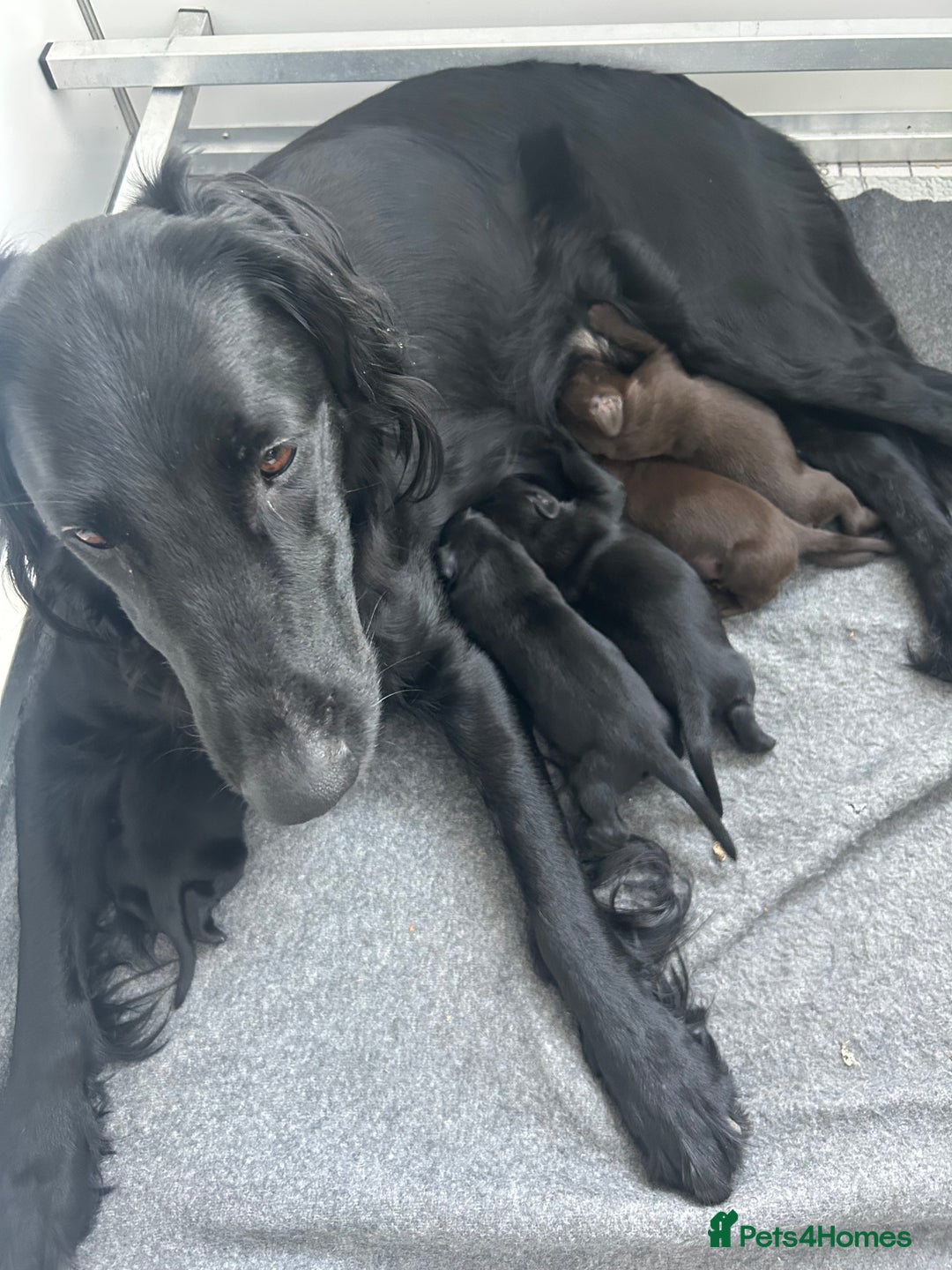 Flat coated Retriever dogs for sale: Beautiful black & liver flatcoated retrievers - Image 4