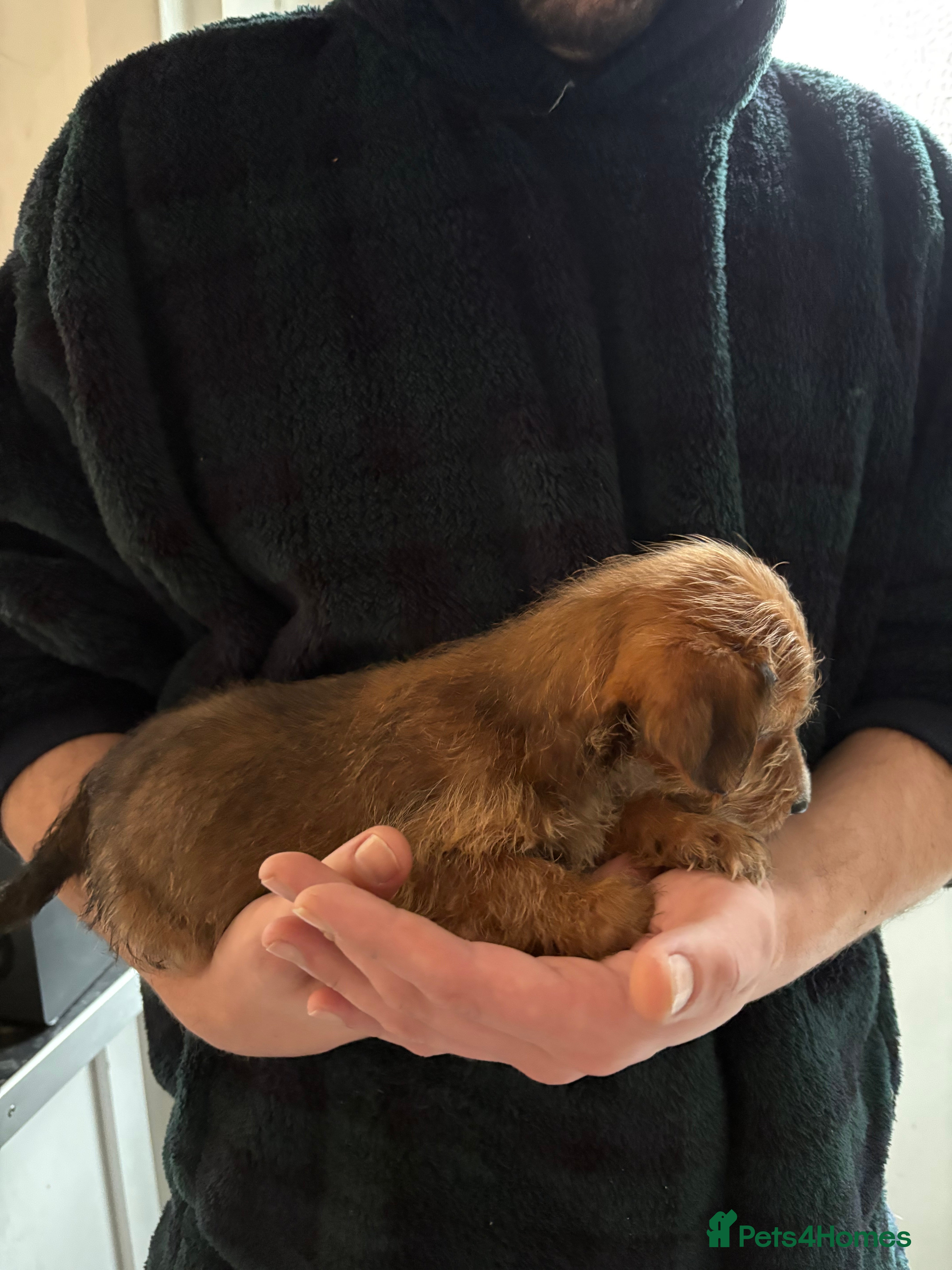 Yorkshire Terrier dogs £550 1 girl ready for her forever home - Advert 13