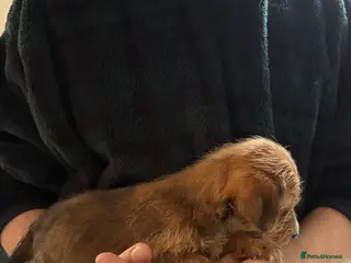 Yorkshire Terrier dogs £550 1 girl ready for her forever home - Advert 13