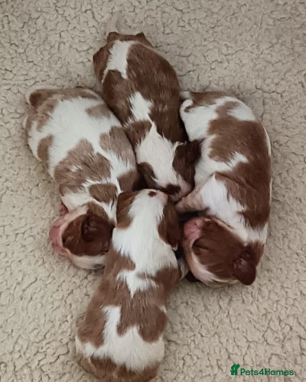 Cavalier King Charles Spaniel dogs Cavalier king Charles KC Reg health tested parents - Advert 8