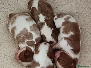 Cavalier King Charles Spaniel dogs Cavalier king Charles KC Reg health tested parents - Advert 8