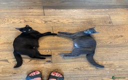 Mixed Breed cats for sale: Beautiful boys and girls  - Image 10