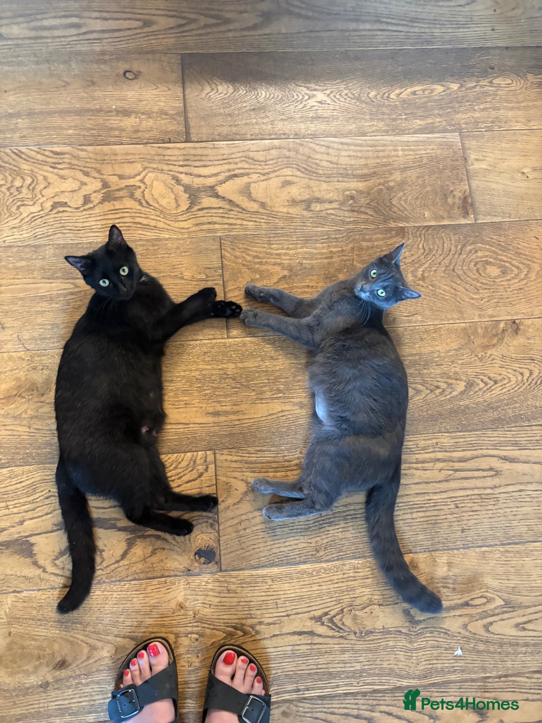 Mixed Breed cats for sale: Beautiful boys and girls  - Image 10
