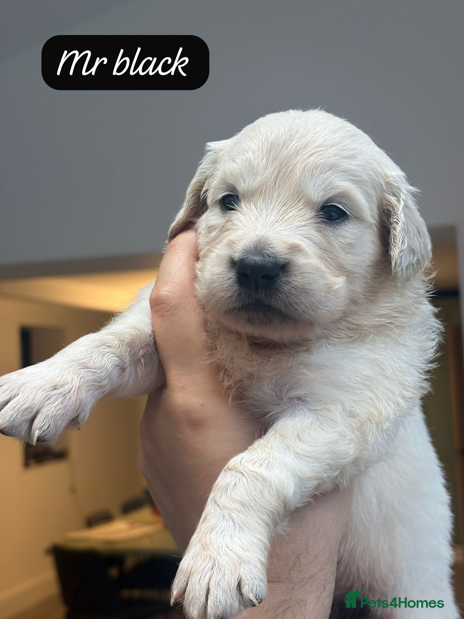 Golden Retriever dogs Behaviourist raised KC Reg Golden Retriever Pups - Advert 2