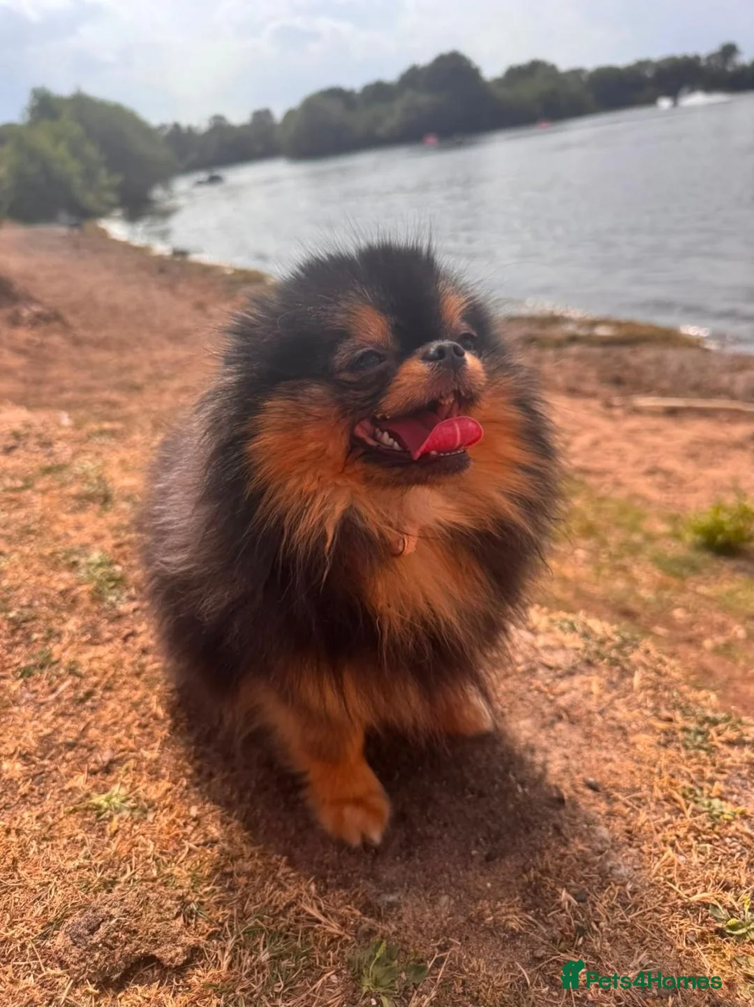 Pomeranian dogs for sale: Black /tan pomeranian girl - Advert 2