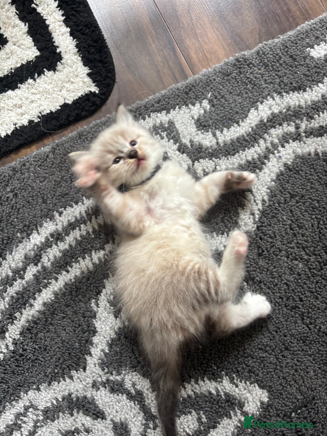 Ragdoll cats for sale: Ragdoll kittens - Image 25