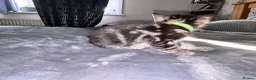 Bengal cats for sale: Mix Bengal kittens for sell in Corby - Advert 23