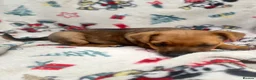 Mixed Breed dogs for sale: Jack Russell/ Yorkshire terrier puppy’s  in Pontypool - Advert 10