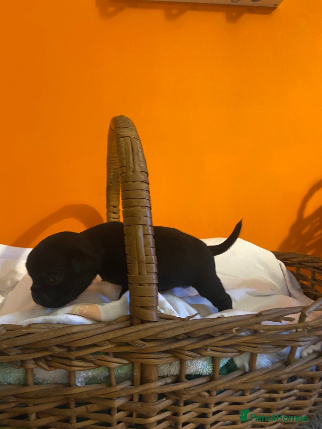 Jug dogs for sale: Beautiful jug puppies looking for forever home - Advert 16