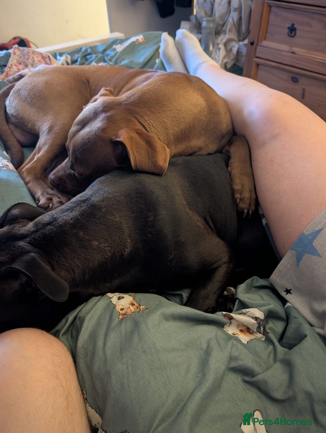 Mixed Breed dogs for sale: Female bullador  - Advert 4