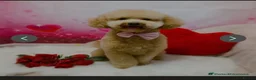 Poochon dogs for sale: Two stunning F1 poochon males avaailable in Saint Helens - Advert 10