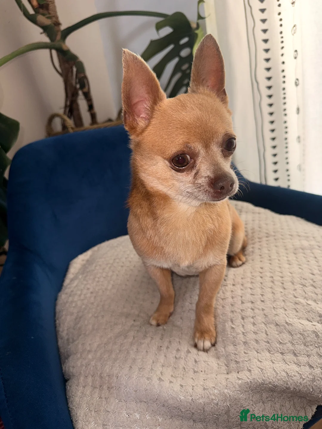 Chihuahua dogs for sale: KC Pedigree Chihuahua  - Advert 4