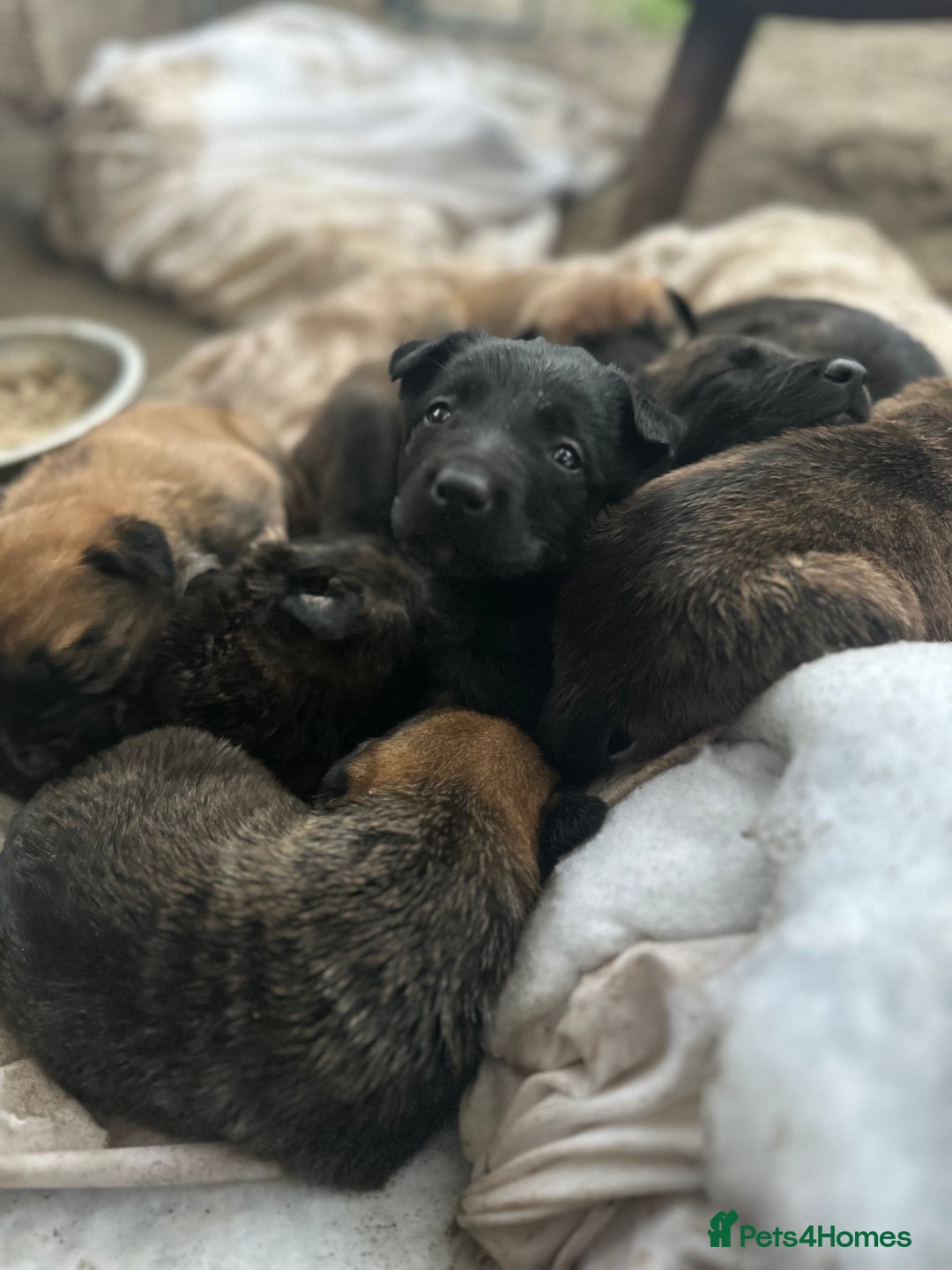 Mixed Breed dogs for sale: Dutch Herder Puppies  - Advert 5