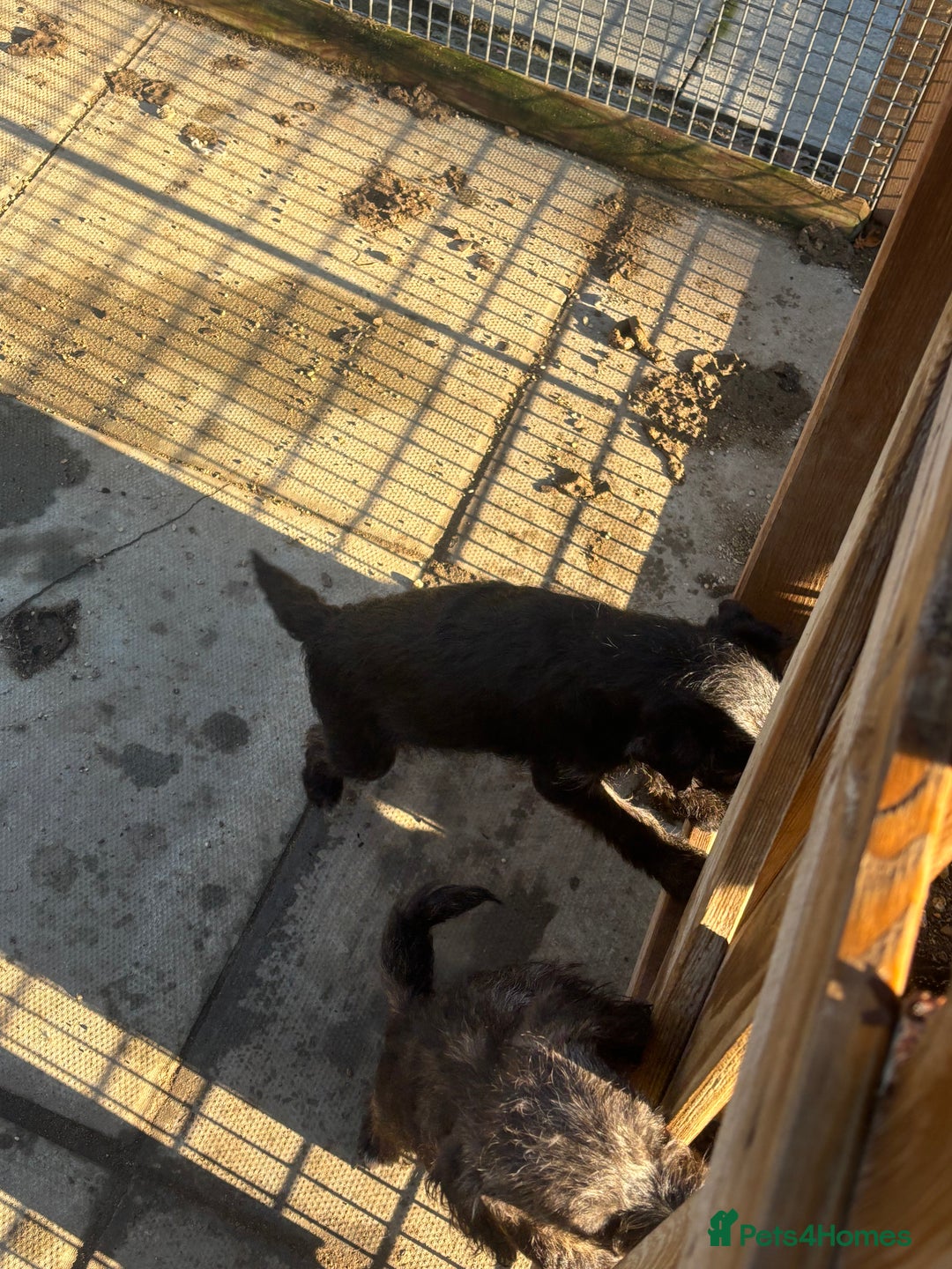 Jackapoo dogs for sale: Jackapoo Puppies for sale 🐶🐾 - Advert 4