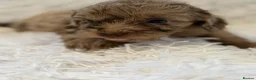 Cockapoo dogs for sale: Beautiful cockapoo puppies  - Advert 19