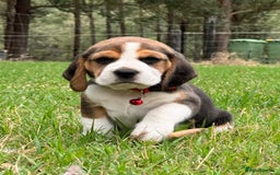 Beagle dogs for sale: Home adorable Beagle Puppies  - Image 5